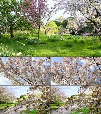 春暖花开花草树木美丽风景实拍